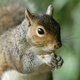 The_Gaming_Squirrel