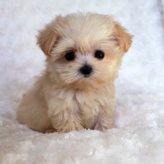 Cute pets