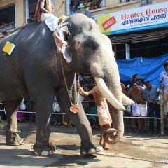 Elephant Attack Videos