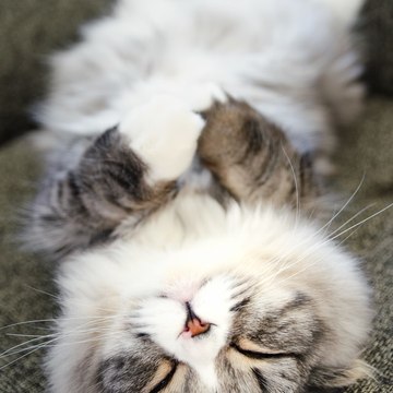 mewcat