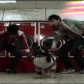 Les Bouldogs Français