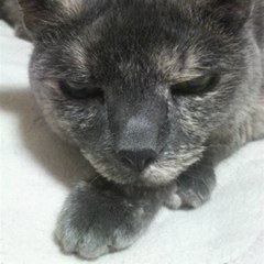 aoi h