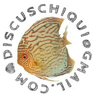 Juan Antonio discuschiqui