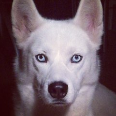 Tadilir