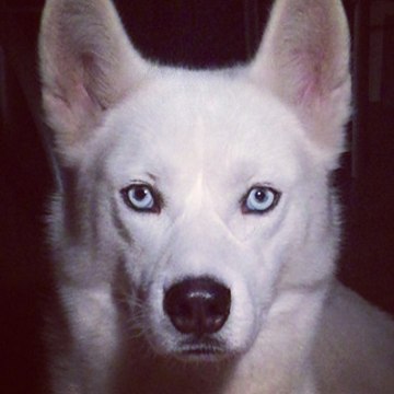 Tadilir