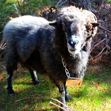 Angry Ram