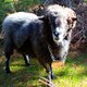 Angry Ram