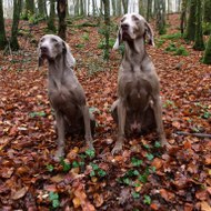 étoiles d'argent du montin TV