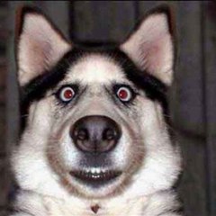 ISAAC DOGE FACE