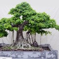 bonsai