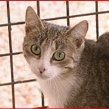 finkelstein christian