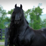 Frederik the Great Friesian Stallion