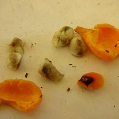 Ibogaine products for hard drugs addicts