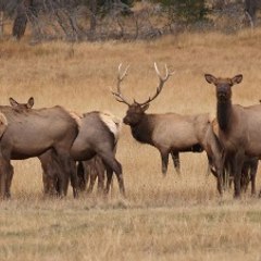 Colorado Private Ranches