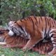 Wild Animals Life