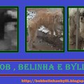 Bob Belinha Billy