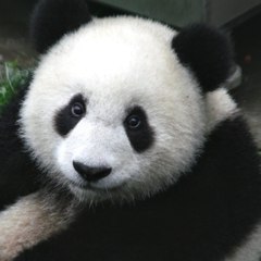 panda99