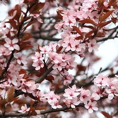 三柴聡
