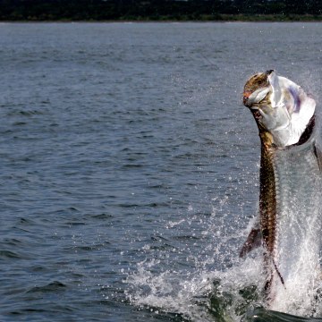 LunkersTV