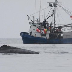 Sea-Money Fishing