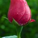 THE ROSE WORLD
