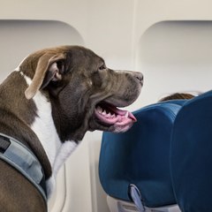 Pet Planet HK