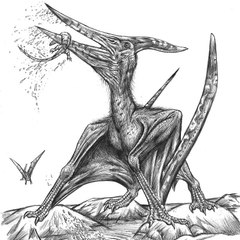Pteranodon Sternbergi