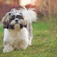 shih-tzu