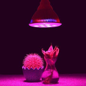 LED Grow LIghts Judge
