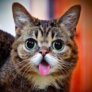 FunnyCatsAndNiceFish