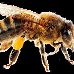 Viral Bee