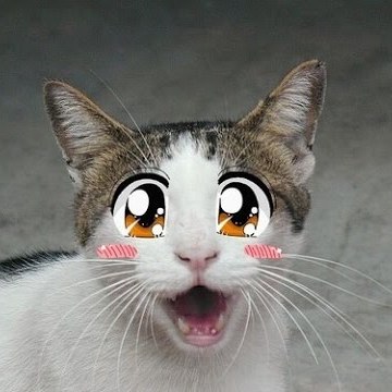 Movie Entertinner wild-cats