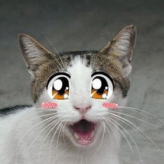Movie Entertinner wild-cats