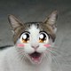 Movie Entertinner wild-cats
