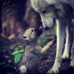 Awesome videos