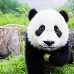 coolpanda