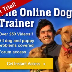 theonlinedogtrainer1