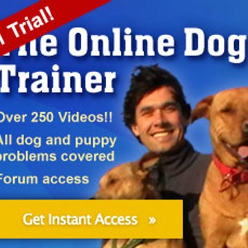 theonlinedogtrainer1