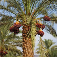 hakimto