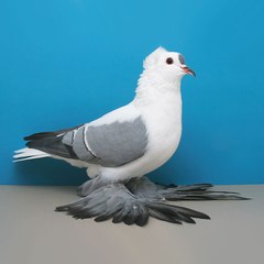 Pigeon Lover