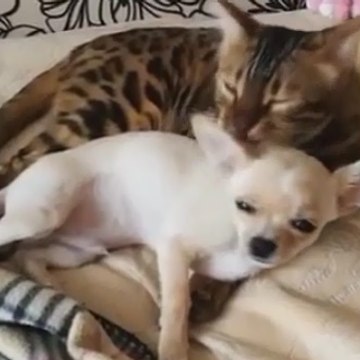 Adorable Moment