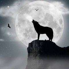Hermit Wolf