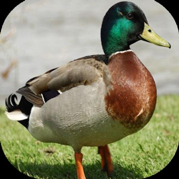 Ducky Bhai