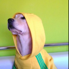 ibwin