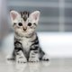 chaine des chats