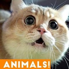 Cool pet Videos