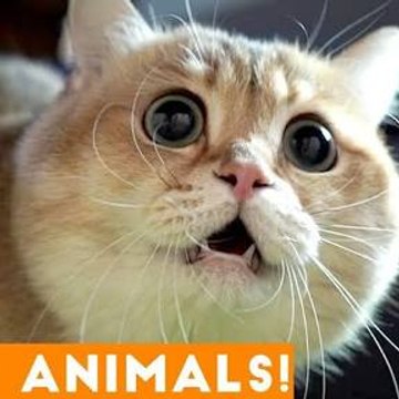 Cool pet Videos