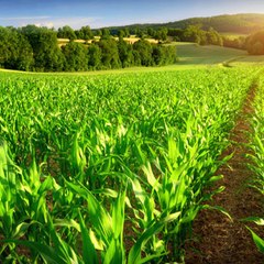 Teacher Tamil Technical