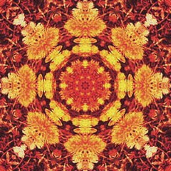 Mickey Hart