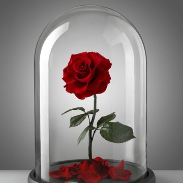 La Vie en Rose ♥♫♪♪♫♫♪♫♥
